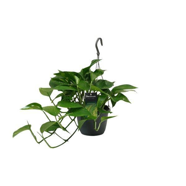 Efeutute Scindapsus Epipremnum – Ø 15 cm – 45 cm – łatwa w pielęgnacji roślina pnąca i oczyszczająca powietrze roślina pokojowa – zielona roślina z liśćmi w kształcie serca, do salonu i biura
