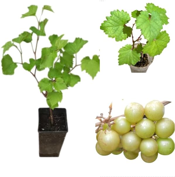 Bronze Muscadine Grapes Vine Live Plants Sweet Grapevine Scuppernong Carlos Grape Vine, Grapefruit Tree 4-6 Inch Tall, 2 Plants