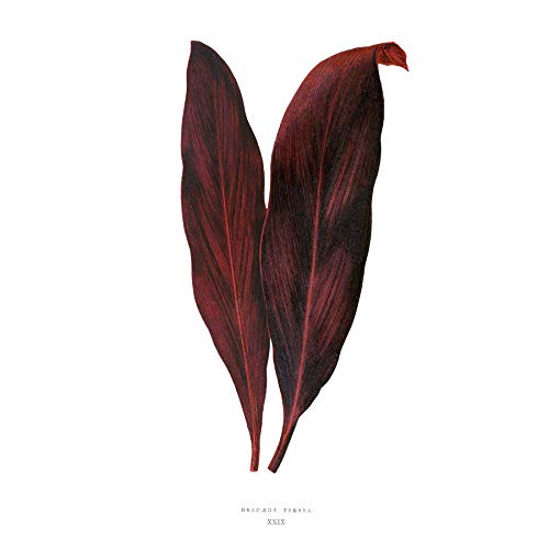 Wee Blue Coo Leaf Dracaena Ferrea Unframed Art Print Poster Wall Decor 12x16 inch