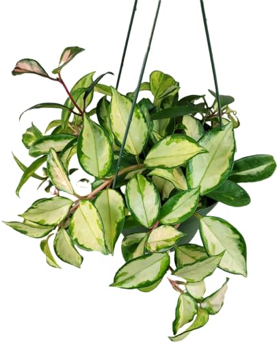 Tricolor Hoya Krimson Princess Available in 2",4", & 6" Pot,