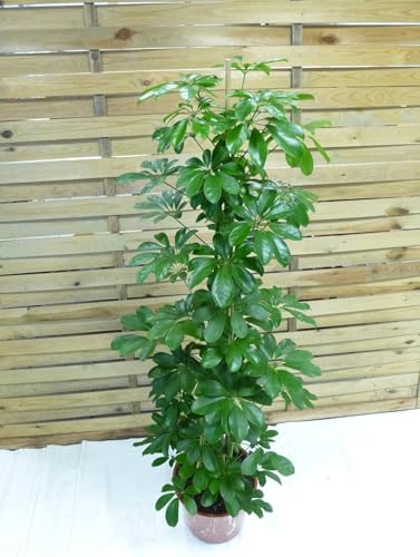 [Palmenlager] - XXL Schefflera arboricola 'compacta' 180 cm - 3er Tuff - Strahlenaralie/Zimmerpflanze