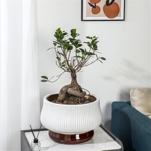 Pot de fleurs en céramique blanche surélevé pour sauver vos plantes