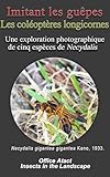 Imitant les guêpes Les coléoptères longicornes: Une exploration photographique de cinq espèces de Necydalis (Insect in the Landscape) (French Edition)