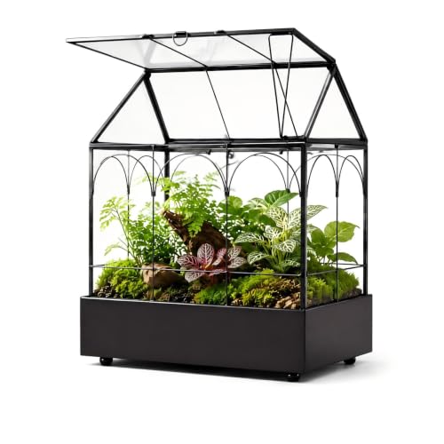 Large Tall Glass Plant Terrarium – House Succulent...