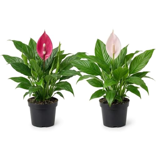 Image of Peace Lily Combo Live Plant with Pot | Spathiphyllum Indoor Flowering Air Purifying Houseplant | Low Maintenance Indoor Plant for Home Office Living Room Bedroom Balcony Decor | Pack of 2