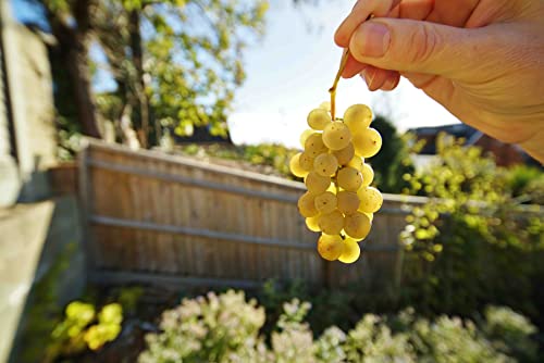 Ficha técnica Lente de zoom Venus Optics Laowa 10-18mm f 4.5-5.6 para cámara de montaje Leica L - Fernando Cortés