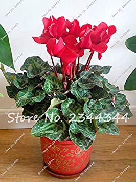 SEMI -200 pc/sacchetto Semi di Cyclamen fiore blu perenne fioritura in vaso piante Semi, impianto Casa Giardino Orquideas Para plantari 11
