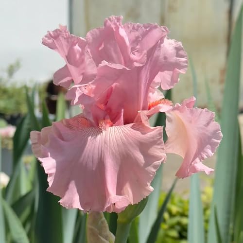 Comprar bulbos de iris, flores decorativas Bulbos de iris, plantas de balcón plantas raras bulbos de flores de verano plantas para lugares soleados plantas de jardín Decoración de 8pcs