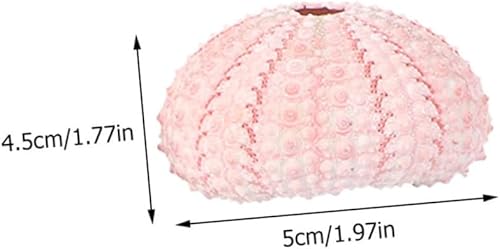 Miniatura 2 de NOLITOY Estante para plantas de concha de erizo de mar, 12 unidades, mini macetas, decoración del mar, boda, piña, soporte para plantas de aire,