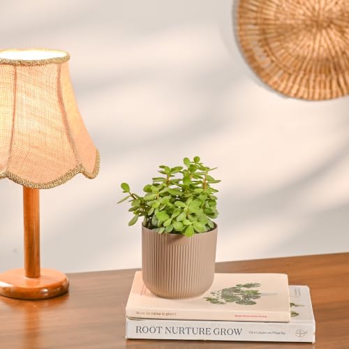 Image of UGAOO Combo of 3 Indoor Plants with Ibiza Pot - Money Plant Golden (Yellow), Jade Plant (Mocca) & Peace Lily (White) | Low-Maintenance Home & Office Decor for Living Room, Bedroom & Desk