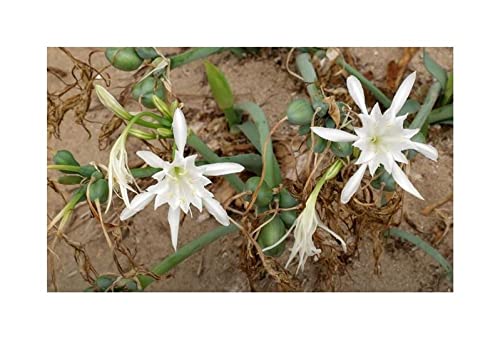 Pezzi - 10x Pancratium Maritimum Dune Trichternarzisse Giardino Piante - Seme ID983 - Seeds & Plants Shop by Ipsa