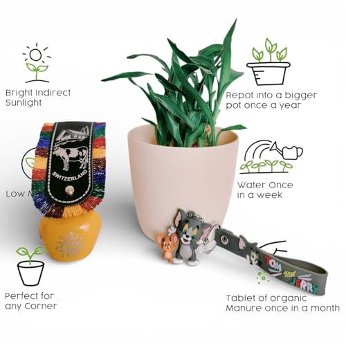 Image of Lucky Bamboo Live Indoor Plant - with Premium Glass /Acrylic Vase and White Rive | Low Maintenance Feng Shui & Vastu Good Luck Plant for Home and Office Decor (Valentine Day)