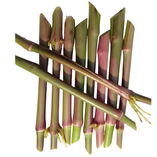 N.G.M.AGROCARE COCN-4 Hybrid Multi-Cut Napier Grass for Animal Husbandry & Poultry farming green tasty fodder specially for goat farming double nodes slips for cultivation (Pack of 25 Nos.)