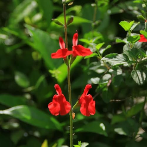 Semi di salvia, Salvia greggii, vecchie varietà per giardino di aromatiche semi to resistenti all'esterno selvatiche 200pcs