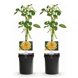 GreenboutiQ   Rosier grimpant   Rosa Spring Queen  Fleur Jaune   Peu d'entretien   2 plantes   Pot 11cm Hauteur 40cm