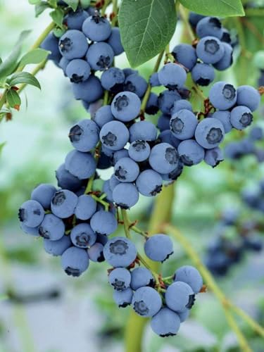 Image of Bigreen Rare Imported Live Blueberry Plant in Black Pot | Sweet Juicy Fruit Bush for Balcony, Terrace, Indoor or Outdoor Garden | Homegrown Berry Plant for Container Gardening (Pack of 1)