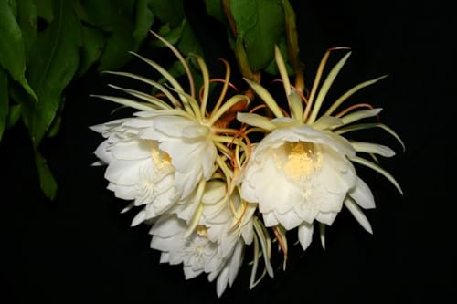 Image of Brahma Kamal Plant Original White Plant Special Variety Height 0.5 To 1 Feet (flower After 6 Months) Night Queen Flower Tree Pack Of 1 Live Flower Plant For Home Garden