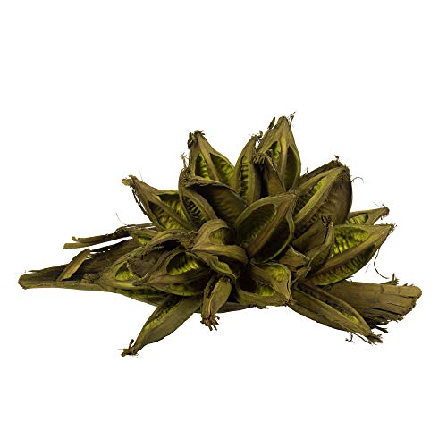 Vickerman Basil Star Pod Extra Large 12