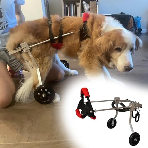 Fauteuil roulant pour pattes arrières de chien - Solution pour animal à mobilité réduite S