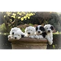 Lsping Jigsaw Puzzles 1000 Pieces Dogs-Puppy-Old-English-Sheepdog 50x70cm
