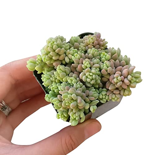 Sedum Dasyphyllum Minor Corsican Stonecrop (2 Inch) - Succulents Plants Live, Succulent Plants Fully Rooted, House Plant For Home Office Decoration, Diy Projects, Party Favor Gift #TOP4