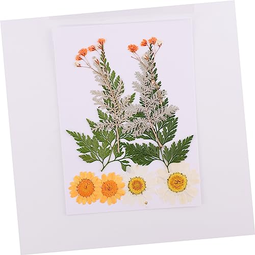 SEWACC 6 Folhas 20 Unidades Flores Secas à Mão Enfeites De Artesanato Flor Seca De Resina Epóxi Flor