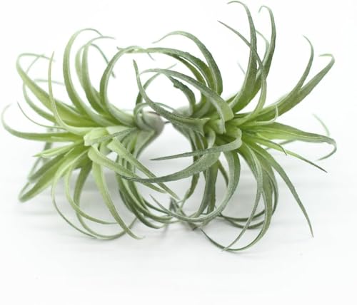 2 Pack Artificial Air Plants, Realistic Looking Faux Tillandsia Succulents Plants for Home Decor, Indoor Outdoor Garden, Terrarium, Office Desk, Wedding Displays (Green)