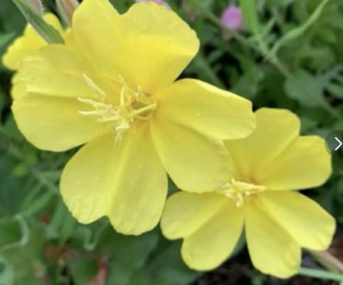 マツヨイグサ 待宵草 ツキミソウ 月見草 種のサムネイル