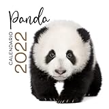 Panda calendario 2022: Regalo originale panda 🐼