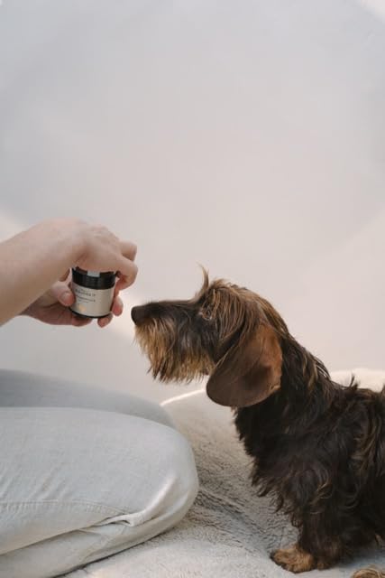 Pfotenbalsam für Hunde – mit natürlichen Inhaltsstoffen, beruhigt und schützt die Haut, stärkt die Widerstandskraft der Pfotenballen, PFÖTCHENPFLEGE von LILA LOVES IT, 60 ml
