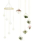 Willinglong 6 Pcs Hanging Air Plant Holder, Gold Tillandsia Air Plant Holders Unique, Airplants Live Holders, Air Fern Macrame Display for Indoor Home Office Ceiling Wall Decor