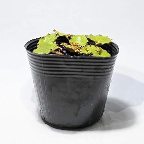 Amazon コケのインテリア コケリウム テラリウム 山野草 苔盆栽 苔玉 黄金ユキノシタ 観葉植物 オンライン通販 Amazon コケのインテリア コケリウム テラリウム 山野草 苔盆栽 苔玉 黄金ユキノシタ 観葉植物 オンライン通販