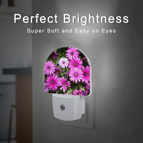 Image of Purple Daisies Flowers Night Light, Beautiful Blooming Daisy Dusk to Dawn Night Light Plug in,0.5w Energy Saving Sleep Friendly NightLight for Kids Boys Girls Home Decor