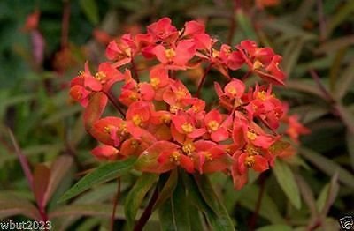 20 Euphorbia Griffithii 'Fireglow' Seeds - Cushion Spurge, Drought Tolerant ! - Image 2