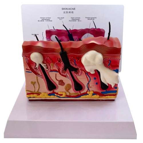 LKYLVEE Model skóry psa Model anatomii skóry zwierząt domowych dla biura weterynaryjnego Narzędzie edukacyjne Anatomia Biologia Dekoracja,Flesh,7inch