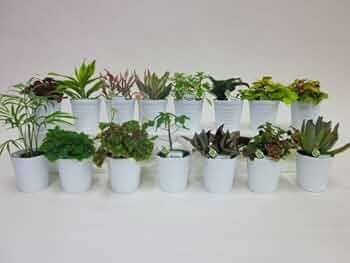 San-x Wanroom 植木 観葉植物 置き ぬいぐるみ 小物入れ San-x Wanroom 植木 観葉植物 置き ぬいぐるみ 小物入れ - メルカリ