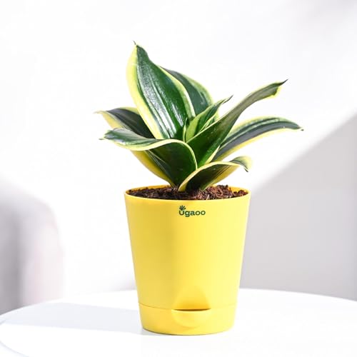 Ugaoo Sansevieria Golden Hahnii Snake Plant With Self Watering Pot (Image - 1)