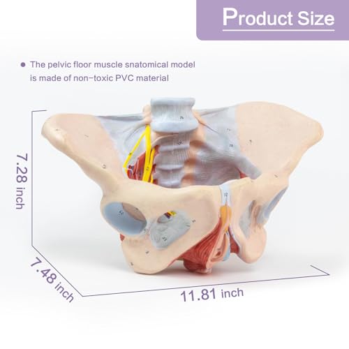 Image of 1:1 Life Size Human Female Pelvis Model with Pelvic Floor Muscles Perineal Model All in One Female Anatomy Model Skeleton for the teaching of physiology and hygiene in the teaching of anatomy schools