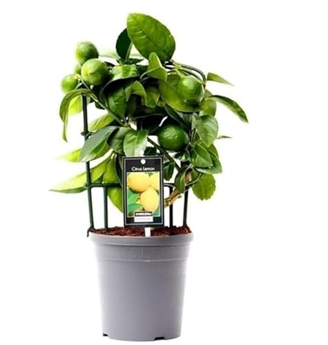 Citrus Lemon Tree on Frame - Live Potted Plant in 15 cm Pot Approx 40 cm Tall