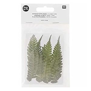 Rico Design Felci essiccate e pressate