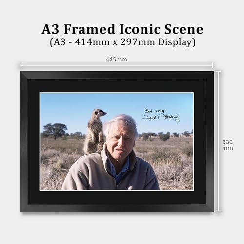 Cuadro de David Attenborough A3 enmarcado para decorar tu salón 2