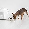 Gamma2-Vittles-Vault-Dog-Food-Storage-Container-Durable-Food-Safe-BPA-Free-Storage-Made-in-the-USA-with-Recycled-MaterialsHolds-up-to-15-pounds Dog Food Storage Container