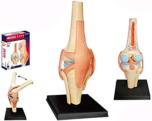 Model Kolanowy Model Anatomii Ludzkiej Narządy Edukacji Medycznej Modelowy Model Medyczny I Materiałowy