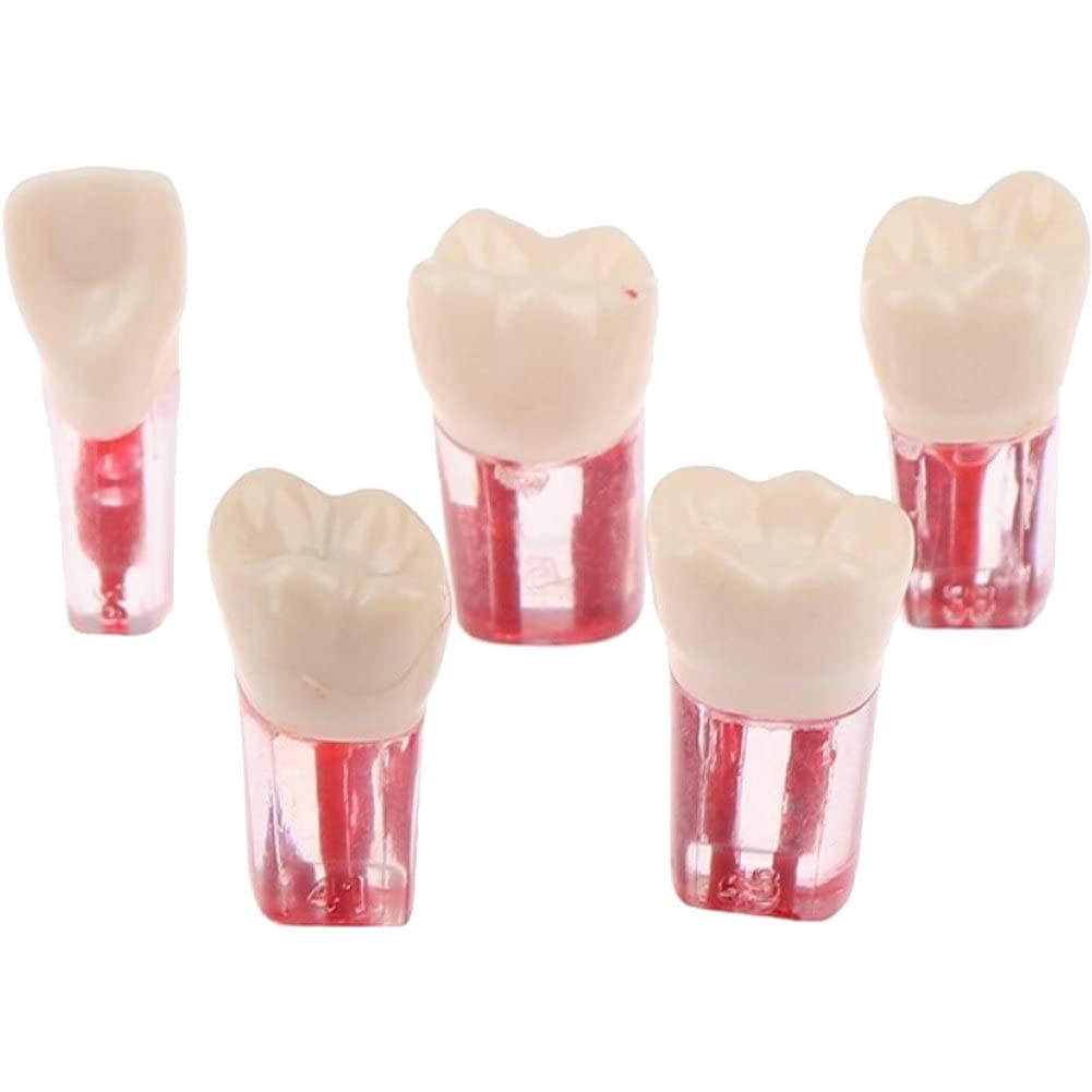 実習歯牙模型セット 歯周外科実習用顎模型 [P15FE-004-PS](FE咬合器つき)｜株式会社