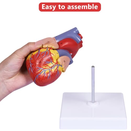 Image of breesky Scientific Human Heart Model 2-Part Life Size Human Heart Replica Color Printed Held Together with Magnets & Mounted Display Base