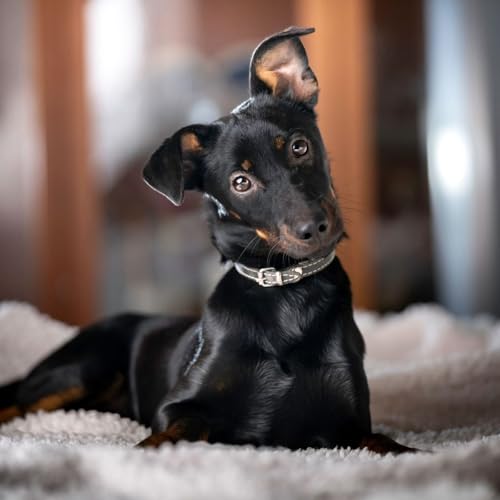Nettoyer les oreilles de son chien : fréquence, conseils et erreurs à éviter