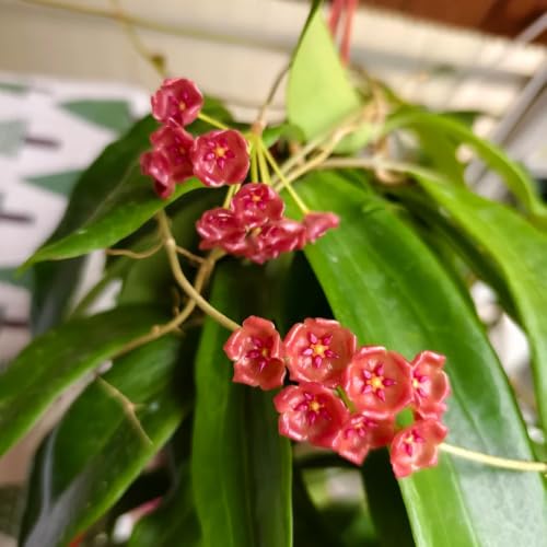 Hoya: pack de 5 plantas de exterior e interior para decoración del hogar 6