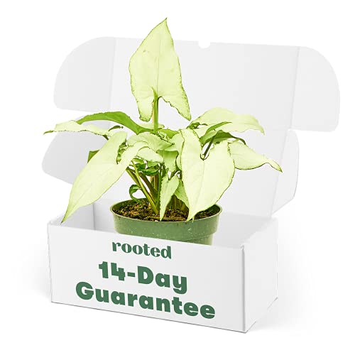 Syngonium 'White Butterfly' Plant Care: Water, Light, Nutrients | App