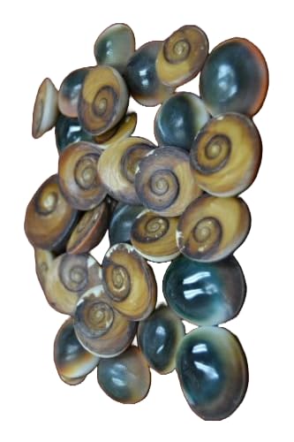 25 PCS RED CAT Eye Operculum SEA Shell Beach 1/2