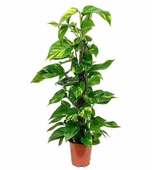 DLESDVV India Money Plant For All Season Plant Use In Out Door An Indoor Use For Home and Garden (Pcs 01) (B0DD9BKXYD) Amazon Price History, Amazon Price Tracker
